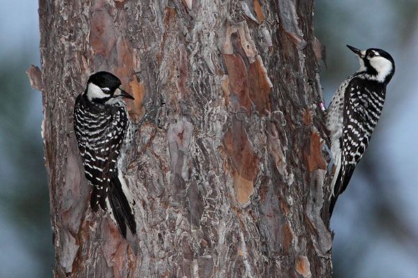 Red-cockaded Woodpecker © Russ Chantler